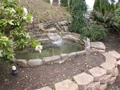 Pond in the yard
